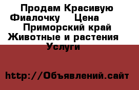 Продам Красивую Фиалочку  › Цена ­ 50 - Приморский край Животные и растения » Услуги   